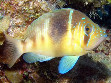 Barred Hamlet - Hypoplectrus puella - Turks and Caicos