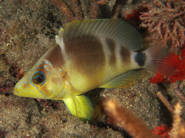 Barred Hamlet - Hypoplectrus puella - Palm Beach, Florida