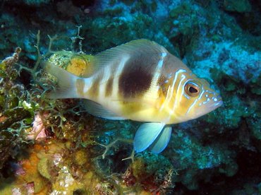 Barred Hamlet - Hypoplectrus puella - Grand Cayman