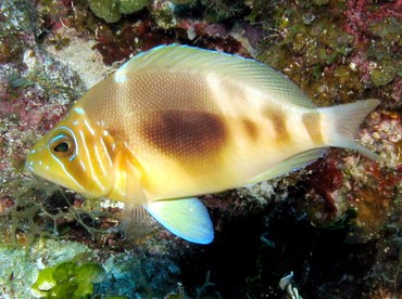 Barred Hamlet - Hypoplectrus puella - Grand Cayman