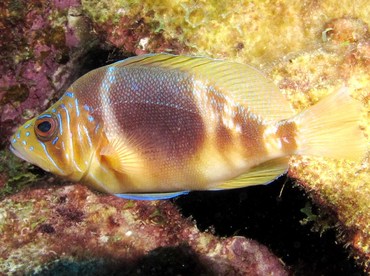 Barred Hamlet - Hypoplectrus puella - Bonaire