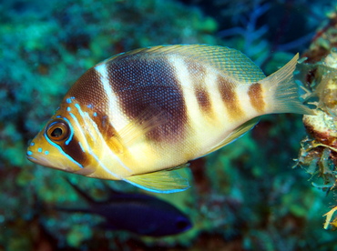 Barred Hamlet - Hypoplectrus puella - Turks and Caicos