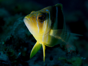 Barred Hamlet - Hypoplectrus puella - The Exumas, Bahamas