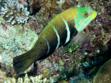 Barred Thicklip - Hemigymnus fasciatus - Palau