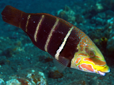 Barred Thicklip - Hemigymnus fasciatus - Bali, Indonesia