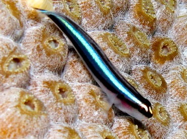 Barsnout Goby - Elacatinus illecebrosus - Cozumel, Mexico