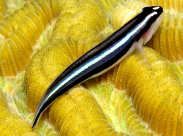 Barsnout Goby - Elacatinus illecebrosus - Cozumel, Mexico