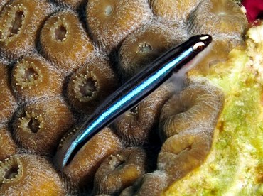 Barsnout Goby - Elacatinus illecebrosus - Cozumel, Mexico