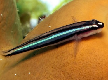 Barsnout Goby - Elacatinus illecebrosus - Cozumel, Mexico