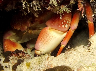 Batwing Coral Crab - Carpilius corallinus - Bonaire