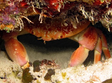 Batwing Coral Crab - Carpilius corallinus - Bonaire