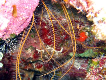 Beaded Crinoid - Davidaster discoidea - Nassau, Bahamas