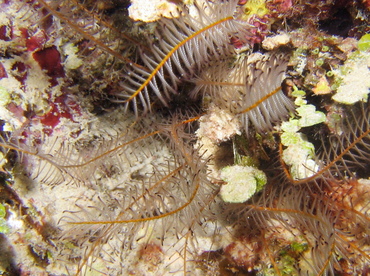 Beaded Crinoid - Davidaster discoidea - Turks and Caicos