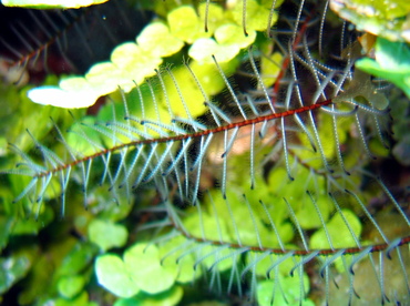 Beaded Crinoid - Davidaster discoidea - Turks and Caicos