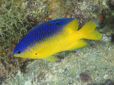 Beaugregory - Stegastes leucostictus - British Virgin Islands