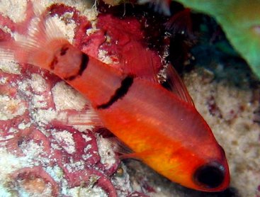 Belted Cardinalfish - Apogon townsendi - Nassau, Bahamas