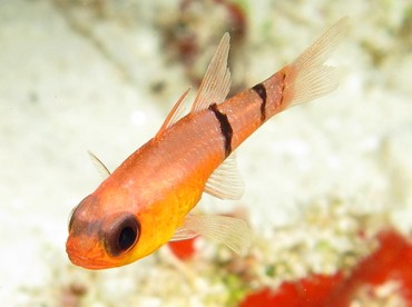 Belted Cardinalfish - Apogon townsendi - Cozumel, Mexico