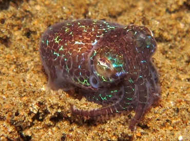 Berry's Bobtail Squid - Euprymna berryi - Dumaguete, Philippines