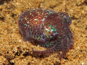 Berry's Bobtail Squid - Euprymna berryi - Dumaguete, Philippines