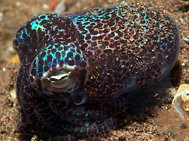 Berry's Bobtail Squid - Euprymna berryi - Bali, Indonesia