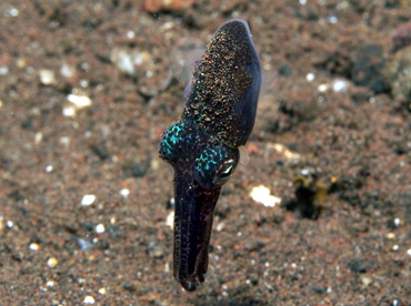 Berry's Bobtail Squid - Euprymna berryi - Bali, Indonesia