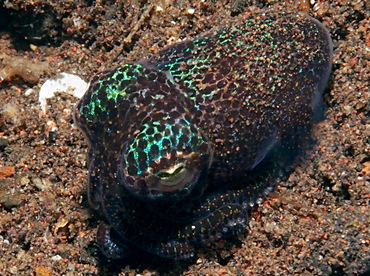 Berry's Bobtail Squid - Euprymna berryi - Bali, Indonesia