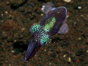 Berry's Bobtail Squid - Euprymna berryi - Bali, Indonesia