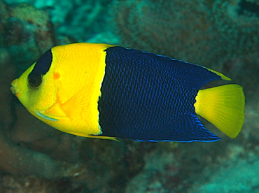 Bicolor Angelfish - Centropyge bicolor - Wakatobi, Indonesia