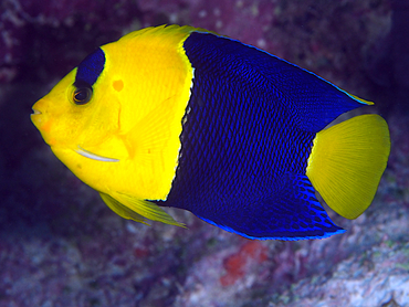 Bicolor Angelfish - Centropyge bicolor - Great Barrier Reef, Australia