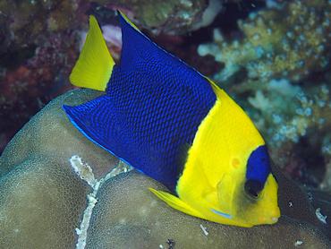 Bicolor Angelfish - Centropyge bicolor - Komodo, Indonesia