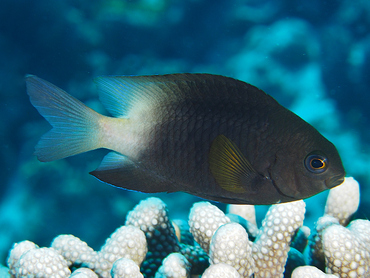 Bicolor Damselfish - Stegastes partitus - Cozumel, Mexico