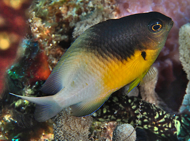 Bicolor Damselfish - Stegastes partitus - Cozumel, Mexico