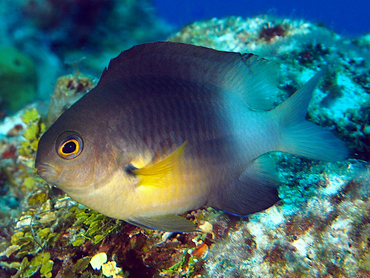 Bicolor Damselfish - Stegastes partitus - Cozumel, Mexico