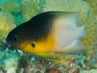 Bicolor Damselfish - Stegastes partitus - Bonaire