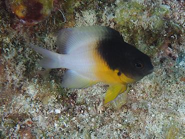 Bicolor Damselfish - Stegastes partitus - British Virgin Islands