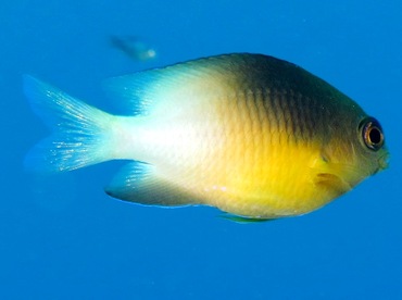 Bicolor Damselfish - Stegastes partitus - Belize