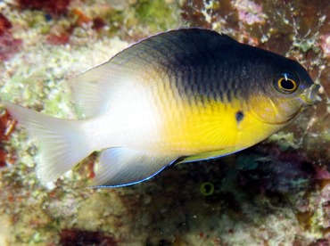 Bicolor Damselfish - Stegastes partitus - Bonaire