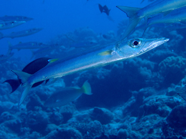 Bigeye Barracuda - Sphyraena forsteri - Great Barrier Reef, Australia