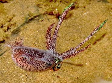 Bigfin Reef Squid - Sepioteuthis lessoniana - Dumaguete, Philippines