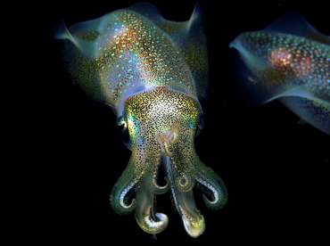 Bigfin Reef Squid - Sepioteuthis lessoniana - Anilao, Philippines