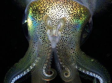 Bigfin Reef Squid - Sepioteuthis lessoniana - Anilao, Philippines