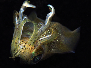 Bigfin Reef Squid - Sepioteuthis lessoniana - Anilao, Philippines