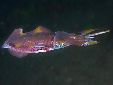 Bigfin Reef Squid - Sepioteuthis lessoniana - Komodo, Indonesia