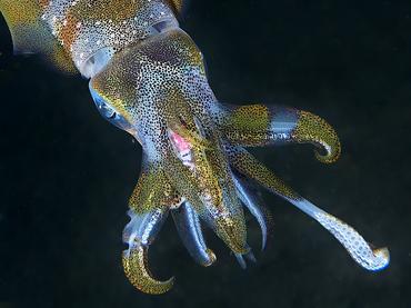 Bigfin Reef Squid - Sepioteuthis lessoniana - Komodo, Indonesia
