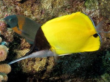 Big Longnose Butterflyfish - Forcipiger longirostris - Lanai, Hawaii