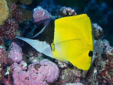 Big Longnose Butterflyfish - Forcipiger longirostris - Rangiroa, French Polynesia