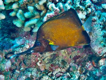 Big Longnose Butterflyfish - Forcipiger longirostris - Moorea, French Polynesia
