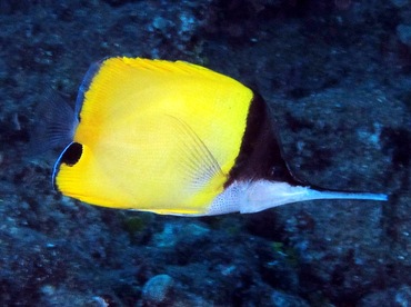 Big Longnose Butterflyfish - Forcipiger longirostris - Lanai, Hawaii