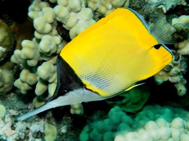 Big Longnose Butterflyfish - Forcipiger longirostris - Big Island, Hawaii