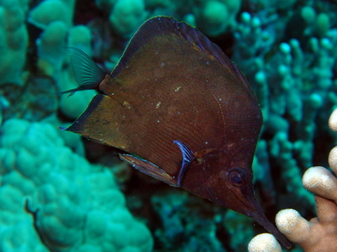 Big Longnose Butterflyfish - Forcipiger longirostris - Big Island, Hawaii